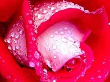La rose
